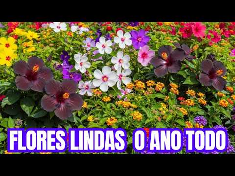 15 Sun-kissed Flowers to Keep Your Garden Always Colorful