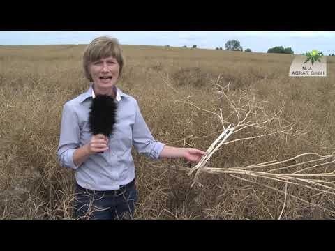 128. Feldexkursion: Rapsexträge analysieren - 24.07.2019