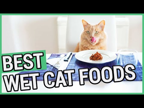Best Wet Cat Food | 5 Best Canned Cat Foods 2021 🐱 ✅
