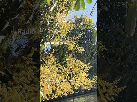 La floración del mango, domingo 8 marzo del 2026. Marcsia, La Paz, Honduras