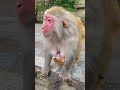Monkey Videos Funny New Short From Video Funny For Creators Funny Joke Happy Good Feeling
