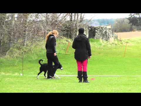 20160423 Elitklass Lydnad Vallentuna BK Vallhunden Kellie