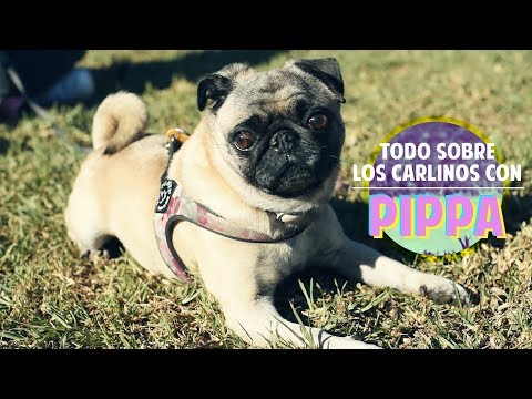 Aprende todo sobre los carlinos con Pippa, la diva canina