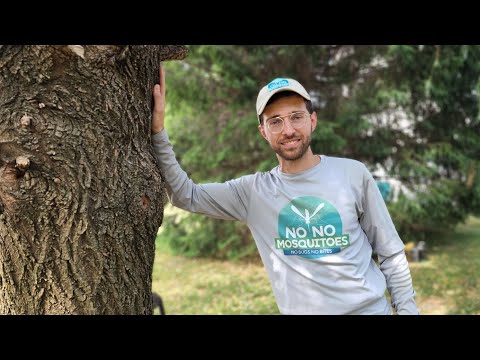 Interview with Ramond Mizrahi, Founder of NO NO MOSQUITOS Innovative Solutions for Tree Care
