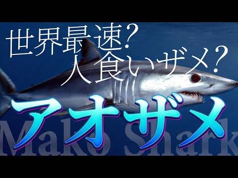 Coregonus oxyrinchusについて詳しく解説