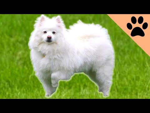 All about American Eskimo Dogs