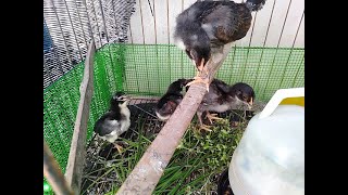 Download lagu BinaReban(episod1)_Baka Laga - Tahun 2021 ,Mana Anak Jantan? Mana Betina? Pilih warna atau saiznya? mp3 Download lagu BinaReban(episod1)_Baka Laga - Tahun 2021 ,Mana Anak Jantan? Mana Betina? Pilih warna atau saiznya? mp3