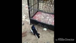 Download lagu Kumpulan Kacer jinak gacor dan ngobra mp3 Download lagu Kumpulan Kacer jinak gacor dan ngobra mp3