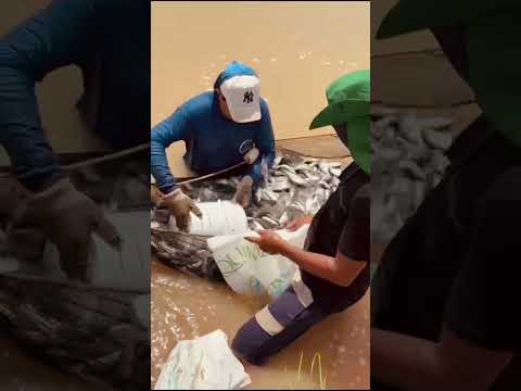 Piscicultura Vitória,e as belezas naturais das águas do Rio pindaré Maranhão!!