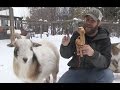 You'll love this Yule goat tradition