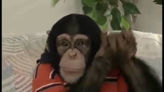 Weird Al Yankovic ~ Gotta Boogie