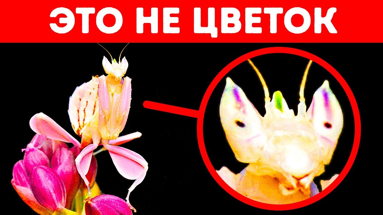 Если увидите нечто подобное, ни за что не подходите близко