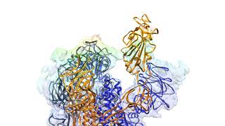 SARS-CoV-2 spike prefusion structures
