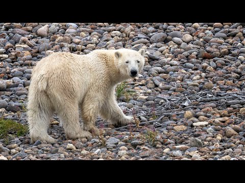 Hudson Bay Coastal Boat Tour aboard the "Matonabee" with Lazy Bear Expeditions