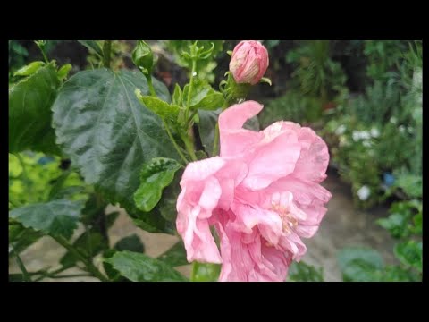 successful experiment to heavy flowering of hisbescus