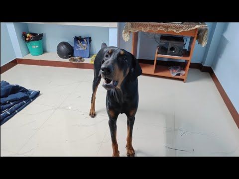 Day With My Doberman Dog 🐕|Promo Tamil