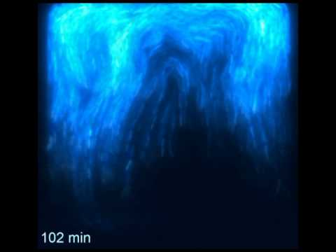Green Fluorescent Ghosts (1 Ghosts I by Nine Inch Nails, + GFP)