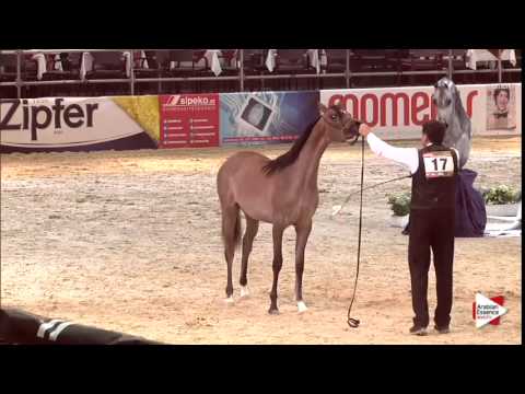 Wels 2015 - Class 2B