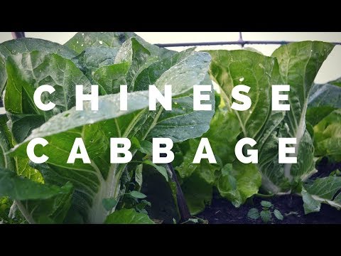 Chinese cabbage for spring harvest