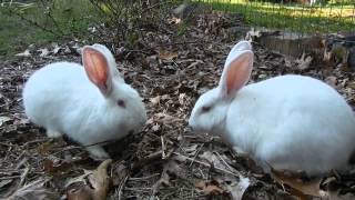 Free Range Rabbits!