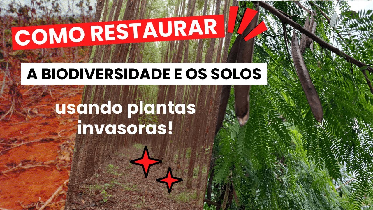 Como restaurar a biodiversidade e os solos, usando plantas invasoras.