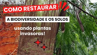 Como restaurar a biodiversidade e os solos, usando plantas invasoras.