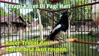 Download lagu Terapi Kacer di pagi Hari. Kacer Trotol dan bahan cepat respon mp3
