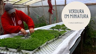 Miniatura do vídeo