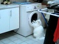 Cat Is Amused With Washing Machine