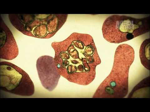 Deadliest Parasite on the Planet