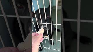 Video preview image #1 Mutt Puppy For Sale in Pasadena, CA, USA