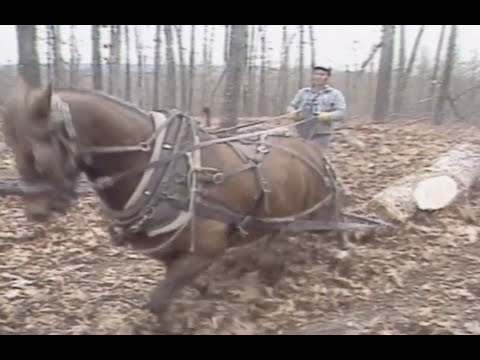Logging with Horse Power in the Ozarks.