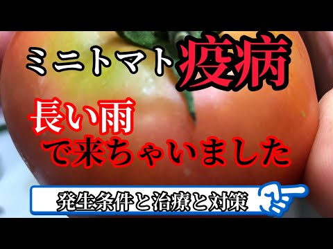 重炭酸ナトリウムによるトマトの疫病の治療。庭での白い粉の10の使い方  庭園
