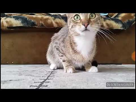 Γάτα βλέπει θρίλερ🐱|Filippa Pizza