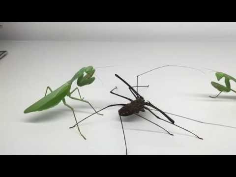 Giant Mantis with Whipspider