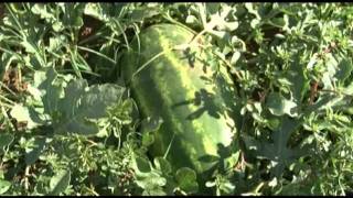 VREME ODLUKE br 30 od 06. 08. 2011.wmv