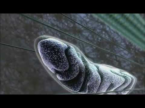 Inner Life of the Cell for Secondary Education