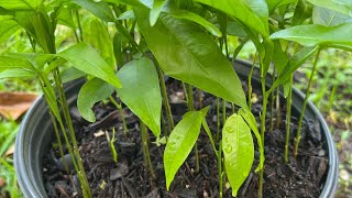 Easy way to grow Quenepa/ Spanish lime in Florida, 2025
