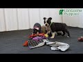 Boston Terrier dogs for sale: Yosemite - Video 1