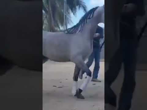 🔥adin al baydaa🔥 (Excalibur EA  out of Madinat al bayda