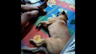 animales  el perro se mueve dormido