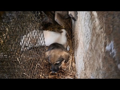 Her Puppies Were Hiding in Fear . Emotional Rescue of an Abandoned Mother Dog.
