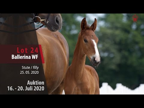 Westfälische Online Auktion 16. - 20. Juli: Lot 24 Ballerina WF Stute v. Bernay - Dancier