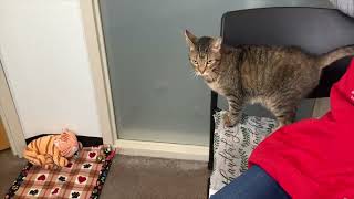 Video of Belle
