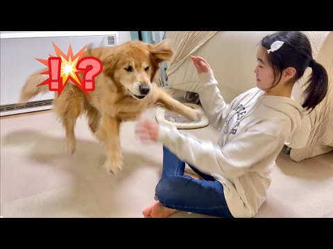 ビックリし過ぎて宙を舞う大型犬クッキー【ゴールデンレトリバーとミニチュアダックスフンド】