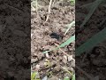 Eliminazione Totale Delle Talpe