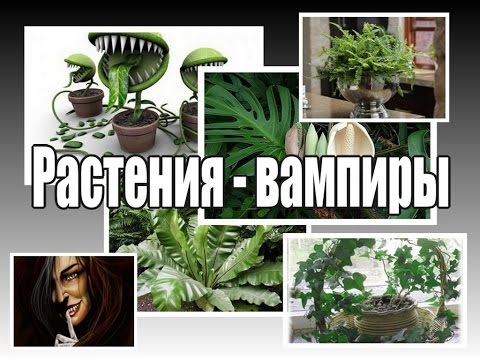 ЦВЕТЫ-ВАМПИРЫ, которые не желательно иметь в доме