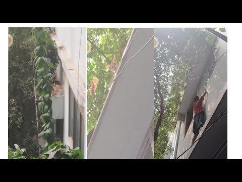 The kitten fell on a sunset for two days and one day he had tried to die without having food #rescue