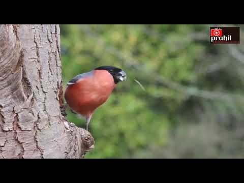 Prahil photo studio new video |photography| beauty of nature