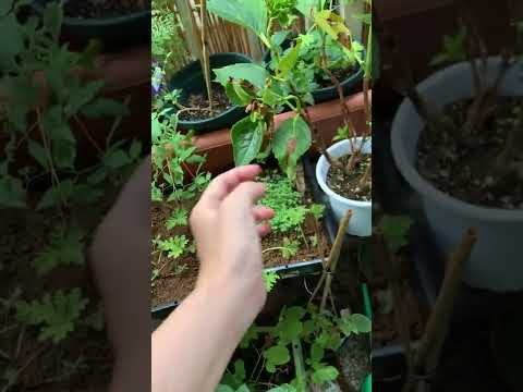 アジサイの葉が落ちる理由 故障 メンテナンス 病気 アジサイの害虫